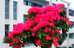 红色花象征生命力顽强的含义是什么？如何选择象征生命力的花卉？