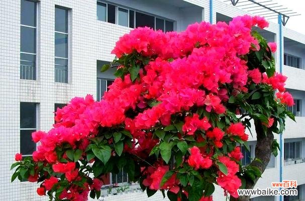 红色花象征生命力顽强的含义是什么?如何选择象征生命力的花卉?