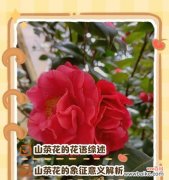 米黄色花的象征意义是什么？