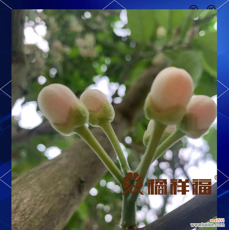 橘红色花的含义是什么？它象征着什么？