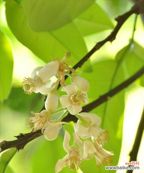 橘红色花的含义是什么？它象征着什么？