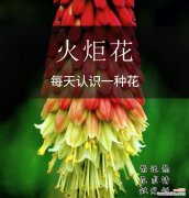 橘红色花的含义是什么？它象征着什么？