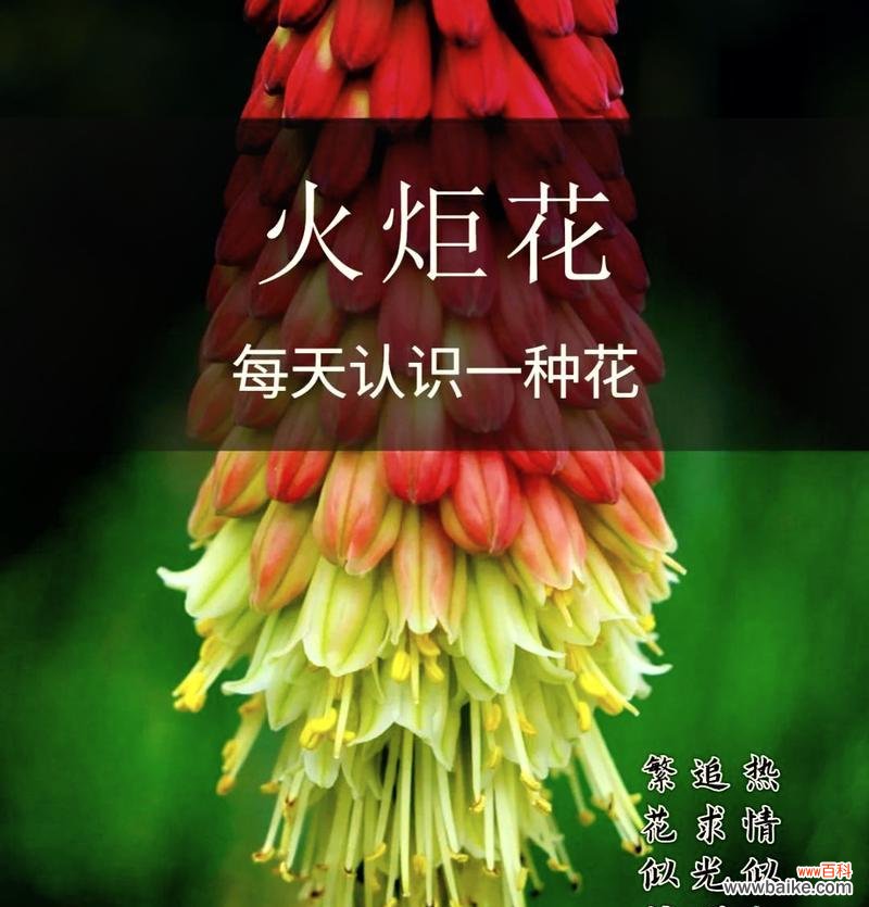 橘红色花的含义是什么？它象征着什么？