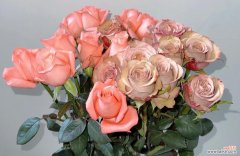 哪种花代表浪漫？它的花语是什么？