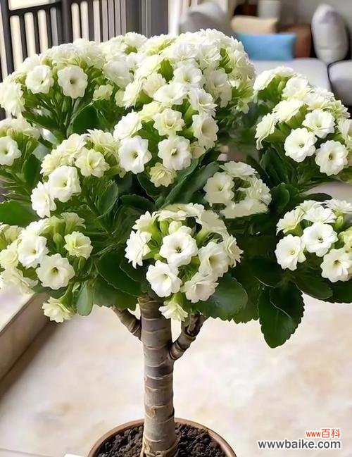 白色长寿花的寓意是什么？