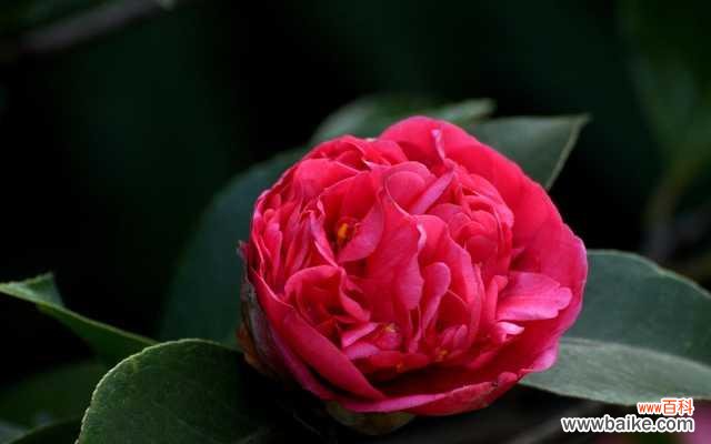 浙江象征红色革命的花有哪些？