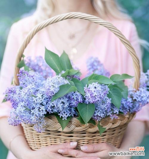 送花健康花语大全是什么？如何挑选寓意健康的花卉？