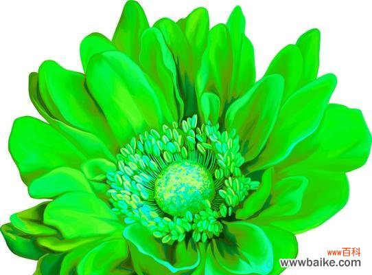 绿色花床罩的寓意是什么？它象征着什么？