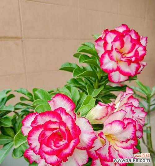 人间富贵花的象征意义有哪些？它们代表了什么？