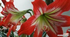 哪种花代表惋惜的爱情？惋惜爱情的花语是什么？