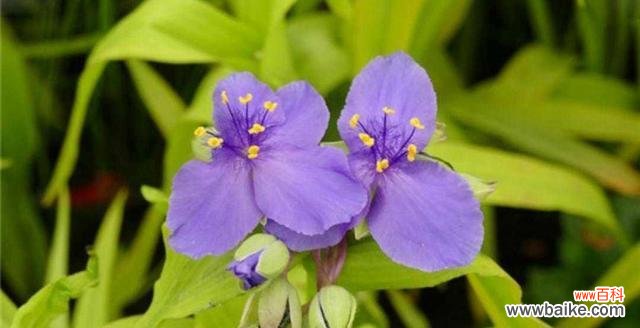 紫露草的花语及其在生活中的应用 紫露草的花语与寓意