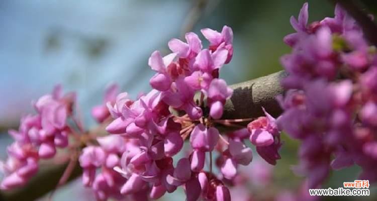 深入解读紫荆花的花语和象征意义,揭示紫荆花在文化中的重要地位 紫荆花花语的含义及象征