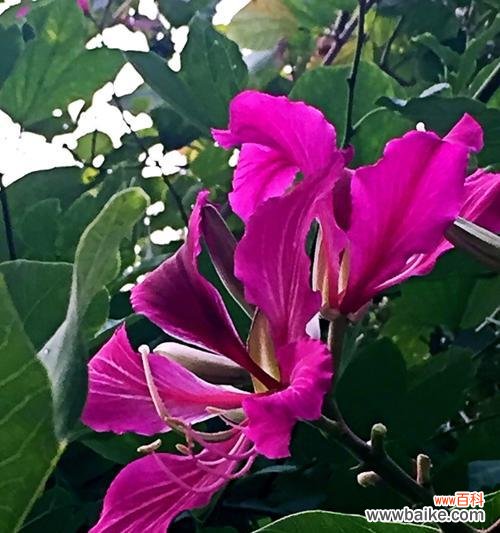 深入解读紫荆花的花语和象征意义,揭示紫荆花在文化中的重要地位 紫荆花花语的含义及象征