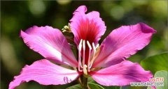 深入解读紫荆花的花语和象征意义，揭示紫荆花在文化中的重要地位 紫荆花花语的含义及象征