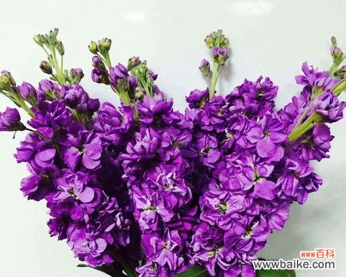 紫罗兰的花语与内涵，教你读懂花的心思 紫罗兰的真正花语——揭示花朵背后的深意