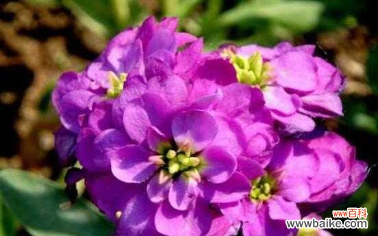 探究紫罗兰花的隐含信息与象征意义 紫罗兰的花语与意义