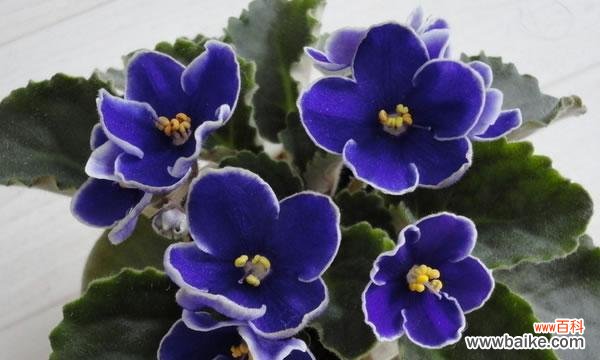 探寻紫罗兰花语的深层含义 紫罗兰花语