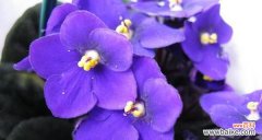 探索紫罗兰背后的意义，了解其传统和神秘的故事 紫罗兰的花语和传说