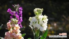 探寻紫罗兰花语的深层含义与传统文化内涵 紫罗兰花语的象征意义