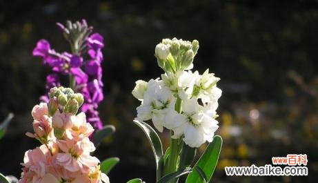 探寻紫罗兰花语的深层含义与传统文化内涵 紫罗兰花语的象征意义