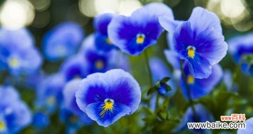 揭示紫罗兰花所传达的深刻情感与心灵寓意 紫罗兰花语的意义与传承