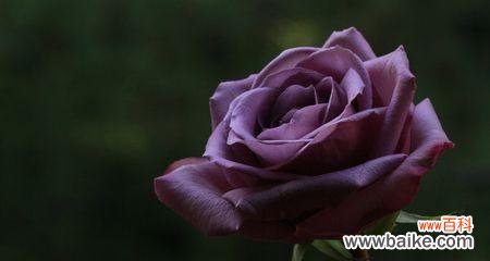 探究紫玫瑰的象征意义与传承 紫玫瑰花语的含义