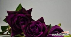 探究紫玫瑰的象征意义与传承 紫玫瑰花语的含义