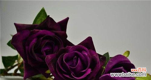 探究紫玫瑰的象征意义与传承 紫玫瑰花语的含义