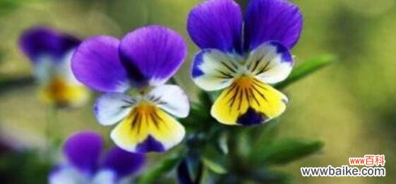 探索紫罗兰花语的象征意义和应用场景 紫罗兰花语的深意