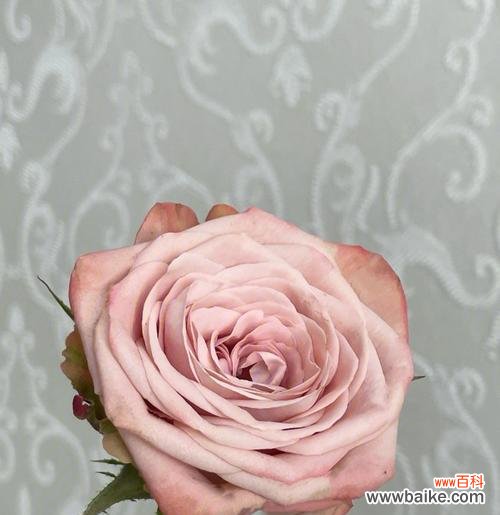 探索卡布奇诺玫瑰的花语与含义 卡布奇诺玫瑰花语