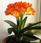 探寻君子兰背后的精神内涵 以君子兰为象征的精神世界