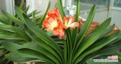 品味高尚 君子兰