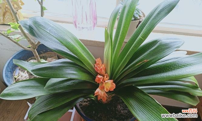 品味高贵 君子兰——品格高尚的花卉之王