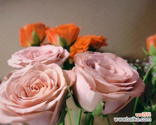 解读卡布奇诺玫瑰的含义 卡布奇诺玫瑰的花语与寓意