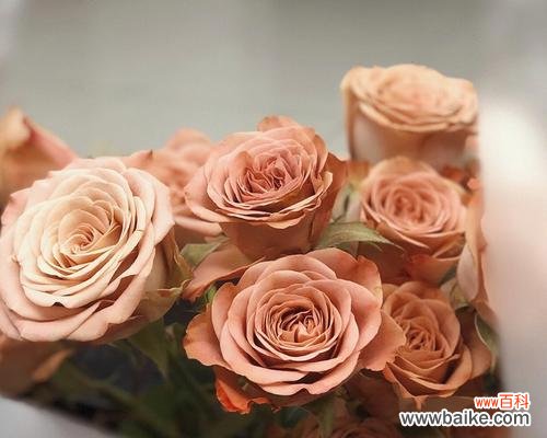 浓情岁月 卡布奇诺玫瑰的花语