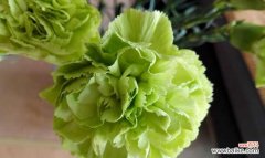 探寻康乃馨不同颜色的隐含信息 康乃馨花语的多彩含义