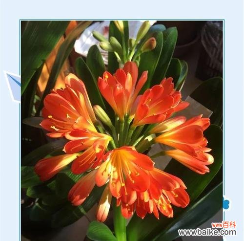 婆婆送的长命富贵花寓意是什么？长命富贵花代表什么？