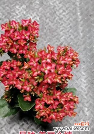 婆婆送的长命富贵花寓意是什么？长命富贵花代表什么？