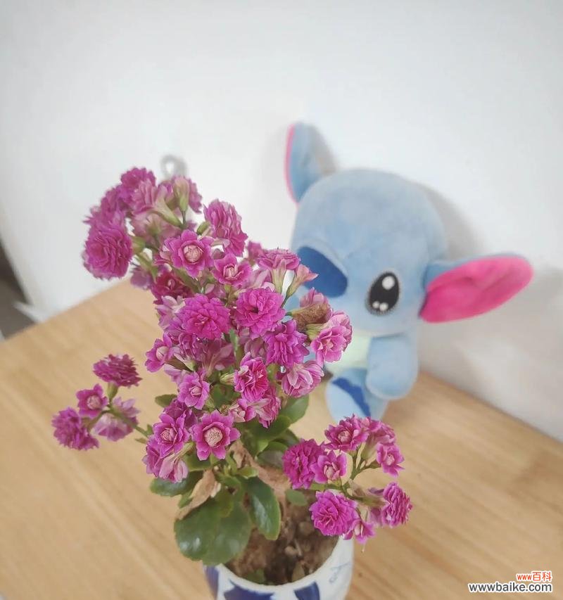 婆婆送的长命富贵花寓意是什么？长命富贵花代表什么？