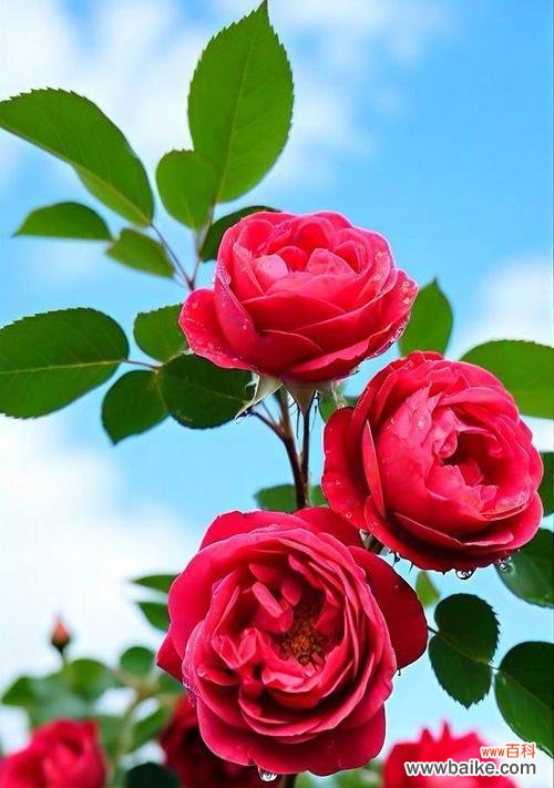 蔷薇花不同颜色代表什么？各种颜色蔷薇花的寓意是什么？