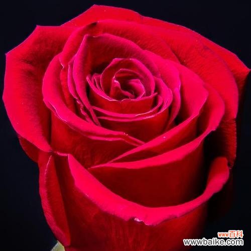 哪种玫瑰花寓意幸福?幸福的玫瑰花有哪些特点?