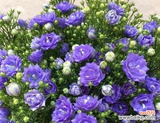 彩色风铃花的寓意和象征是什么？彩色风铃花代表什么？