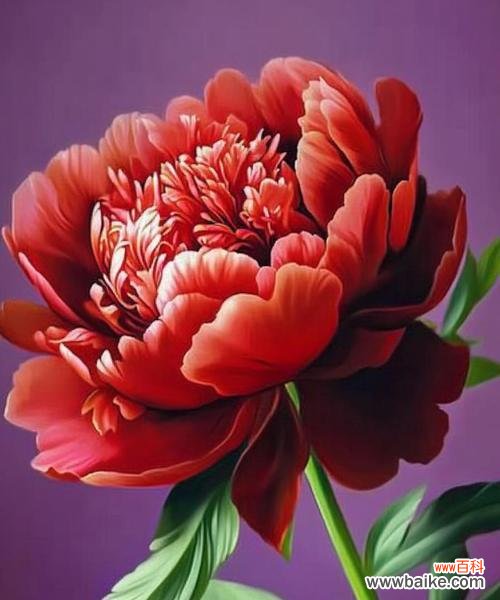 牡丹花象征着什么?如意牡丹花的寓意是什么?