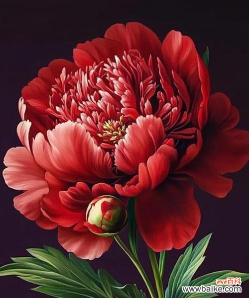 牡丹花象征着什么?如意牡丹花的寓意是什么?