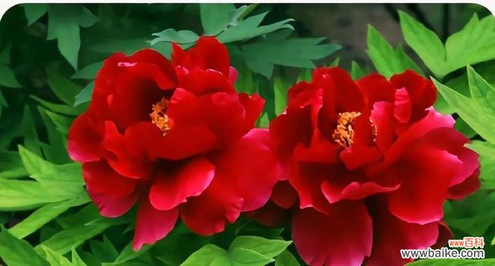 红色牡丹花瓣缠花象征着什么?