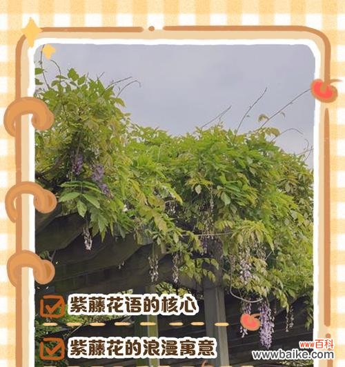 紫藤花在诗句中象征着什么爱情?