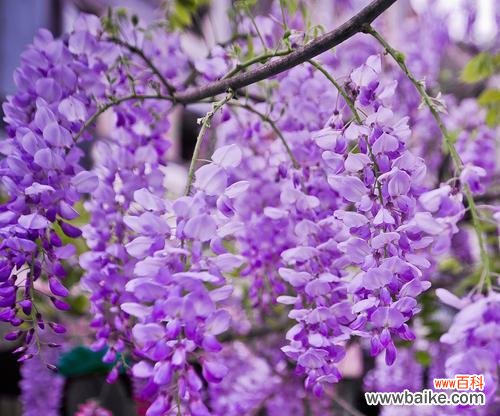 紫藤花在诗句中象征着什么爱情?