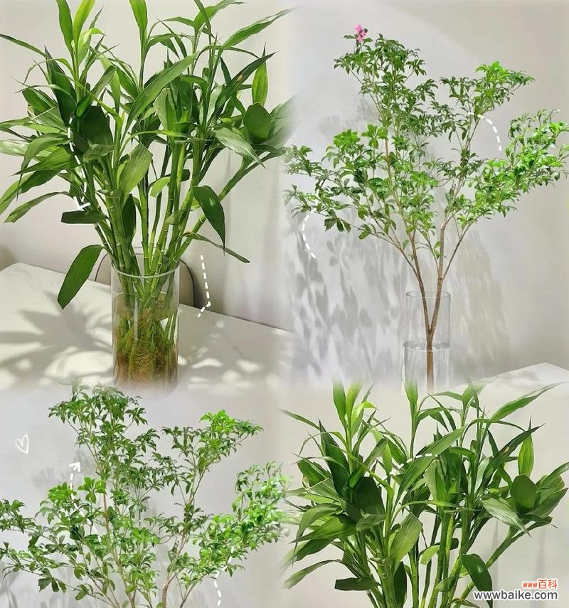 不同色调的花瓶花的寓意是什么？如何根据颜色选择花瓶花？