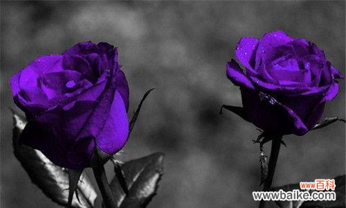 揭开紫玫瑰背后的象征意义 紫玫瑰