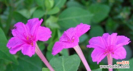 探寻紫茉莉花所传递的神秘信息 紫茉莉花语的含义——花开寓意幸福与希望